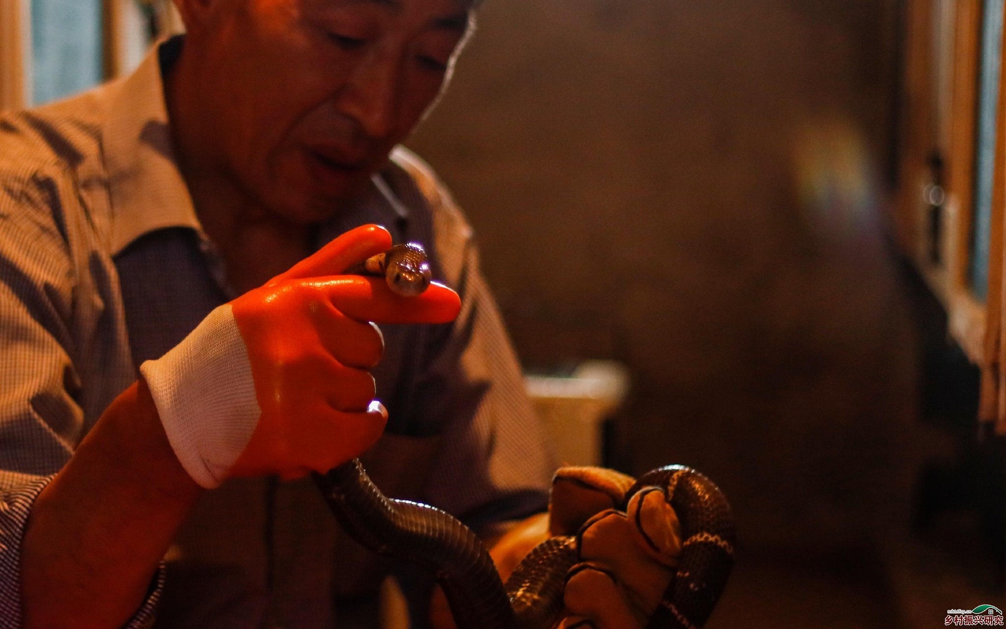 ▲重庆市垫江县一银环蛇养殖场内，饲养员展示养殖的银环蛇。图/IC photo